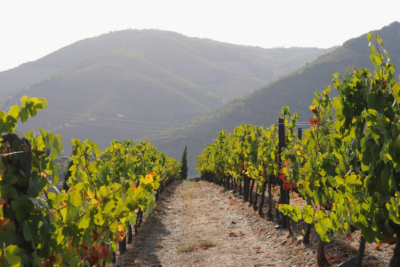 Douro