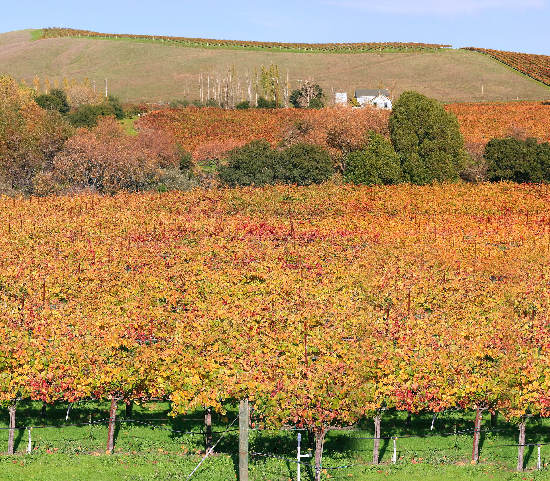 Napa Valley